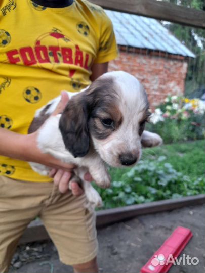 Щенки Русского охотничьего спаниеля