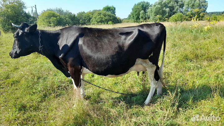Коровы дойные молочные