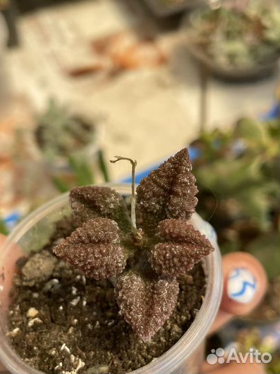 Суккуленты