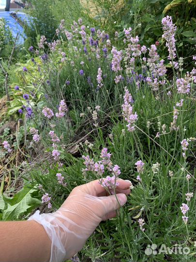 Многолетние и хвойные растения