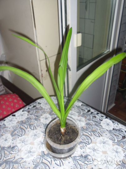 Цветок Кринум