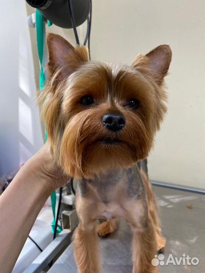 Грумер стрижка собак и кошек