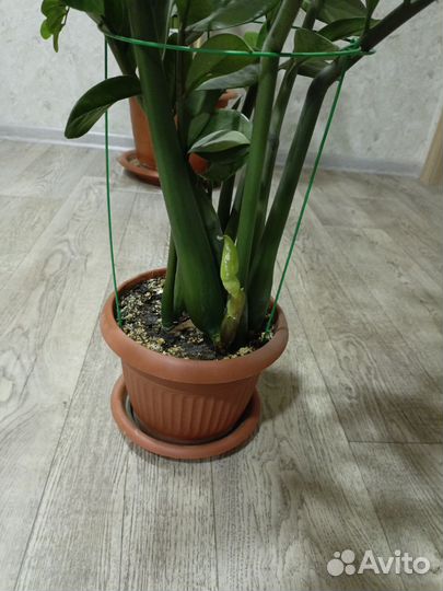 Замиокулькас