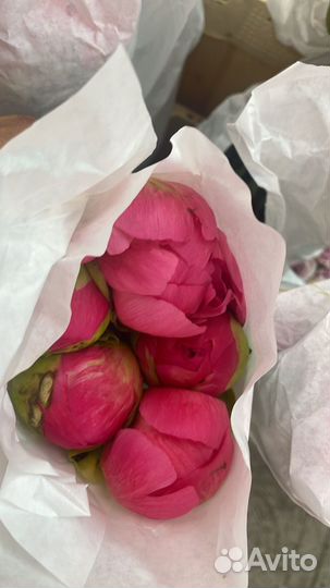 Пионы, букет из пионов цветы доставка