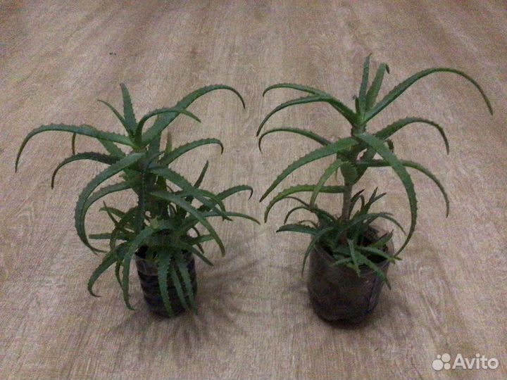 Алоэ древовидное(столетник) лечебное