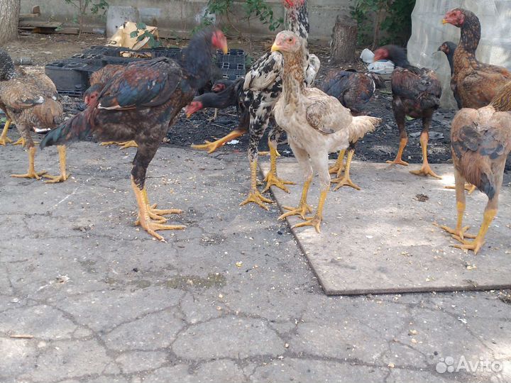 Бойцовский петух