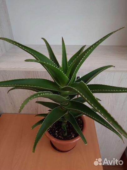 Алоэ сортовое декоративное