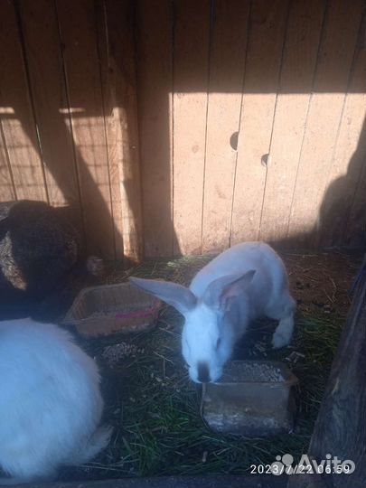 Продам крольчат