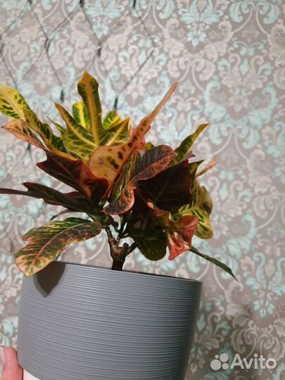 Кодиеум (кротон) экселент