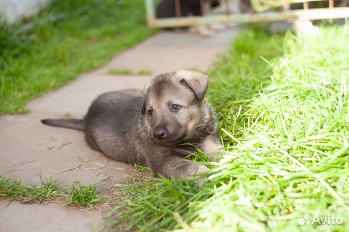 Щенки вео от рабочих родителей