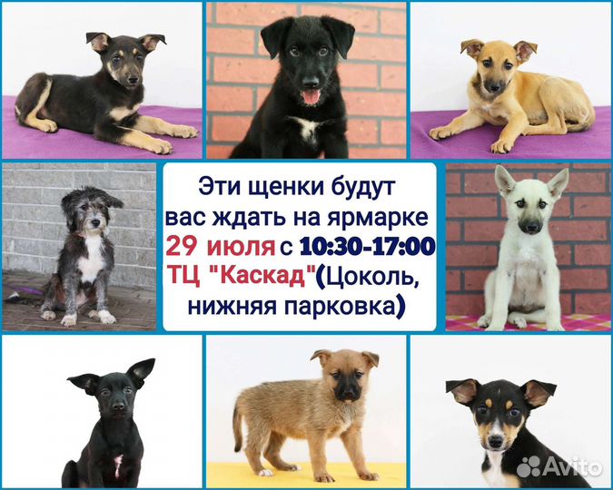 Щенок в добрые руки