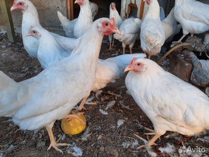 Леггорн несушки молодки