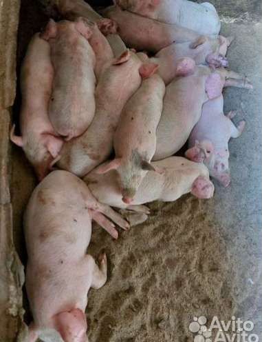 Поросята