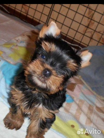 Йоркширский терьер