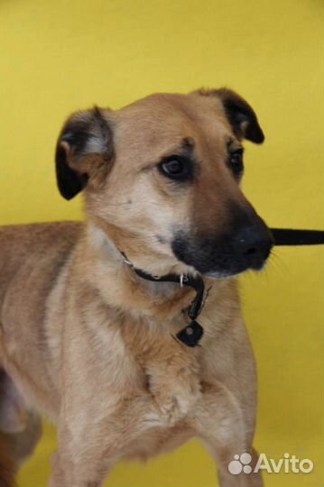 Приютская собака в дар