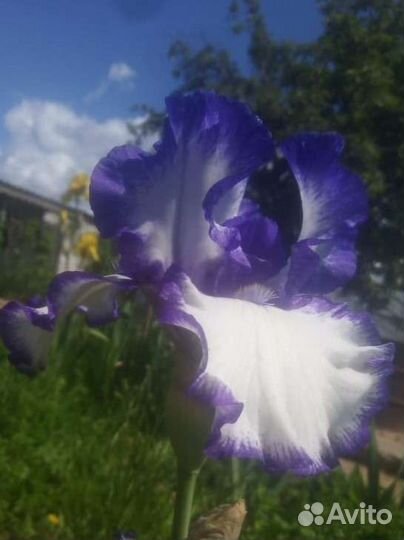 Ирисы сортовые
