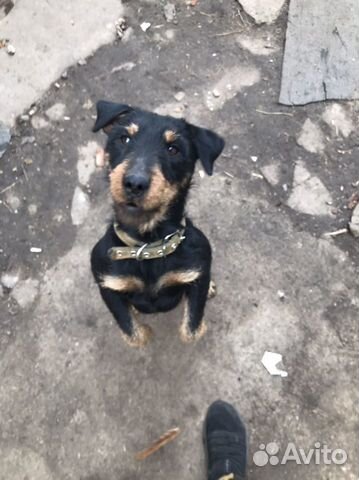 Вязка Ягдтерьер