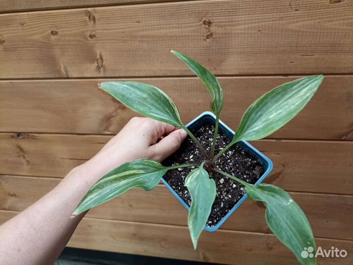 Хоста коллекционная Лайтинг флеш