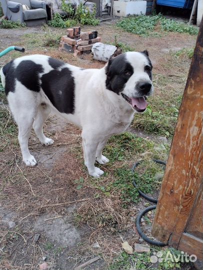 Алабай Барон 6 лет с доставкой