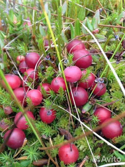 Голубика, клюква, смородина, вишня, облепиха, ирга