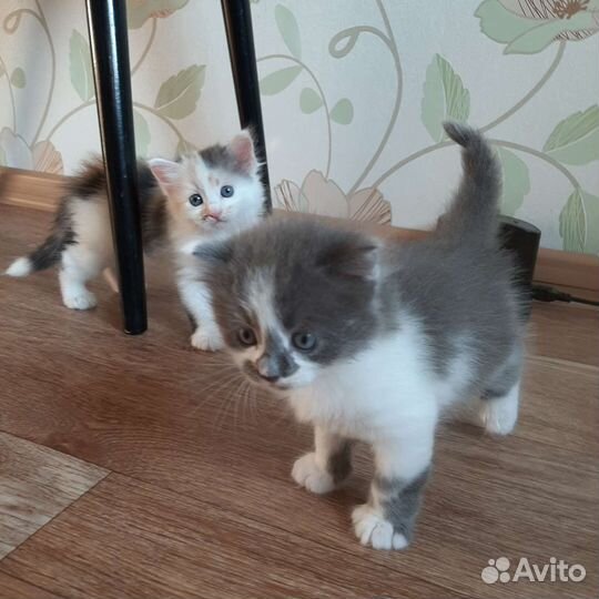 Котенок серый в дар