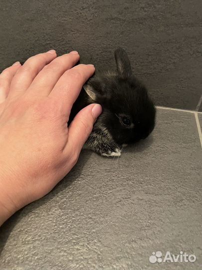 Декоративные крольчата