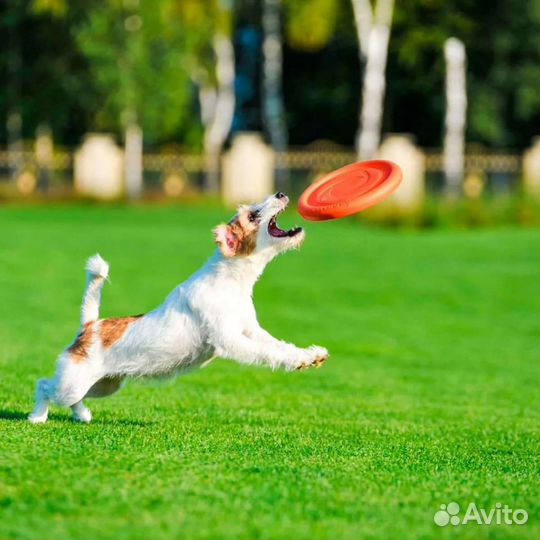 Аксессуары для собак