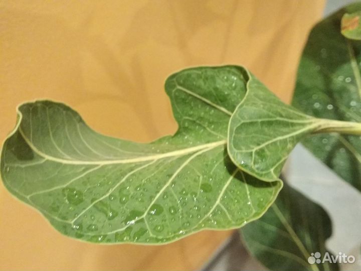 Фикус Кришна