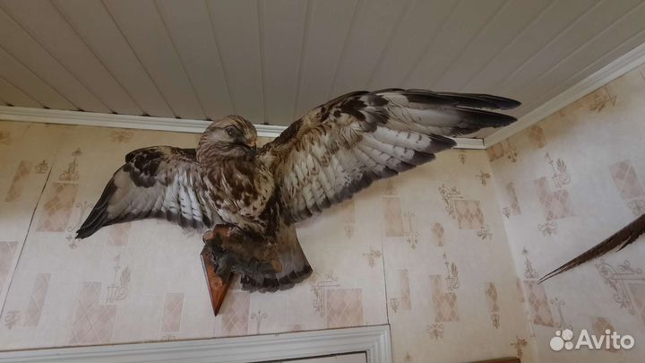 Чучело птицы