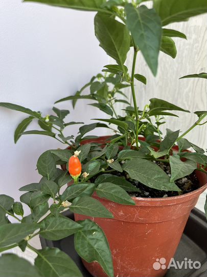 Острый перец в горшке