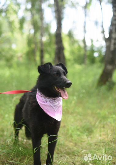 Собака в добрые руки