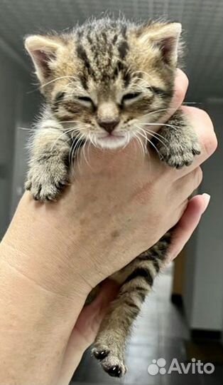 Котятки лапуси