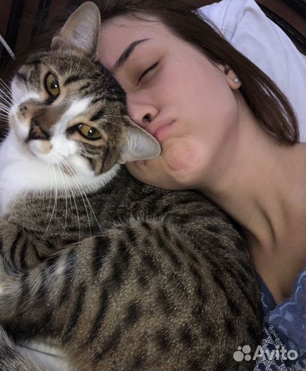 Отдам породестого котенка в добрые руки