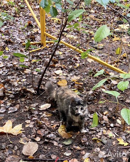 Кошка для частного дома