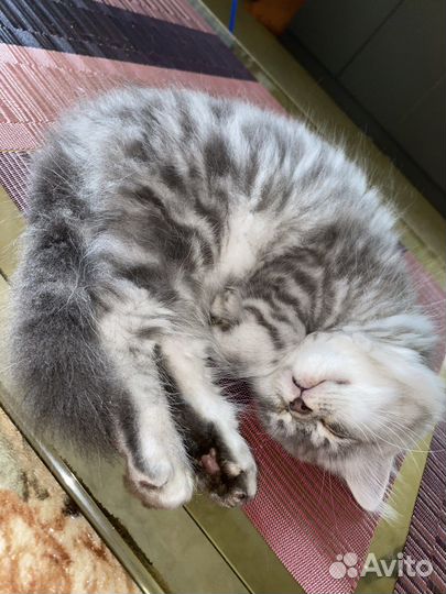 Британские котята мраморного окраса