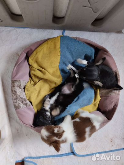 Чихуахуа гладкий мальчик. Доставка