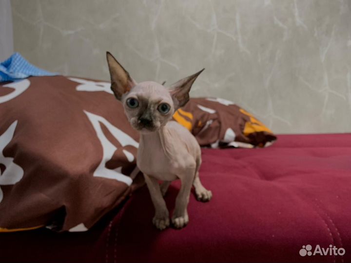 Котенок сфинкс