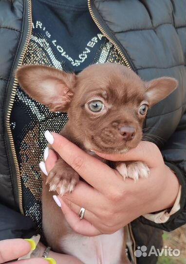 Девочки шоколадки