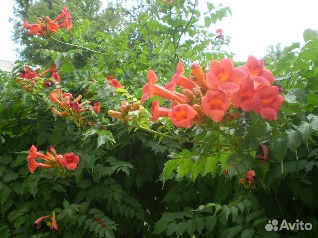 Лианы для вашего сада