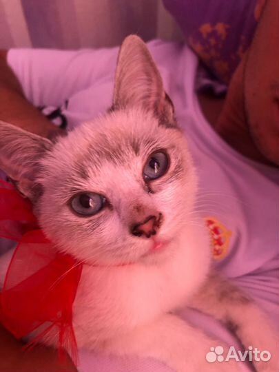 Сиамская кошечка