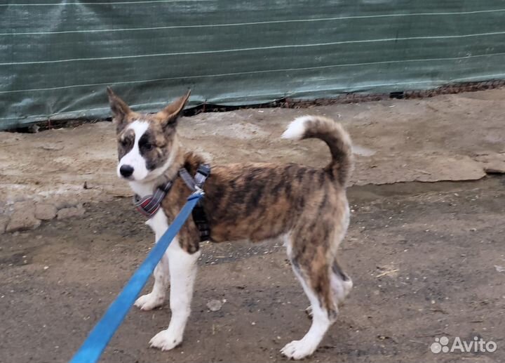 Маленькому щенку не место в приюте