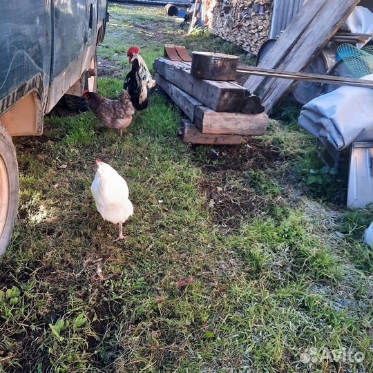 Куры домашние