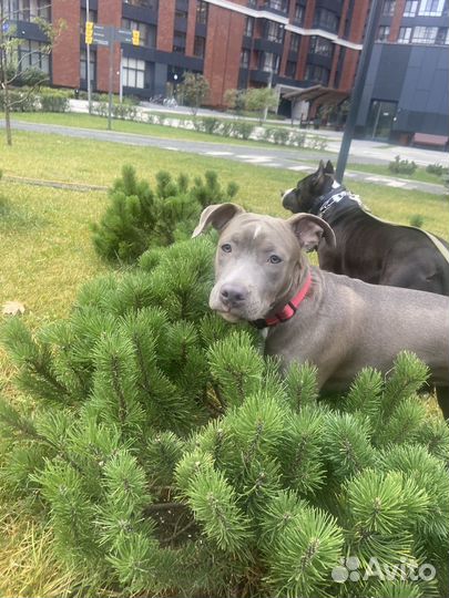 Стаффордширский терьерголубая девочка