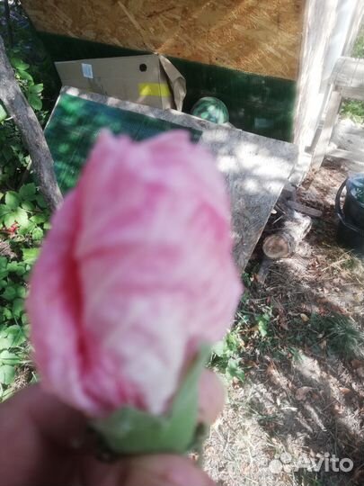 Цветы садовые