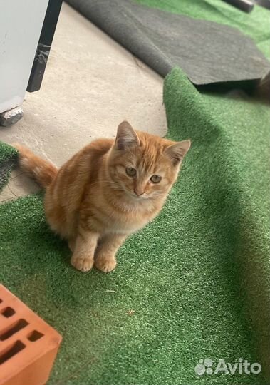 Котята в добрые