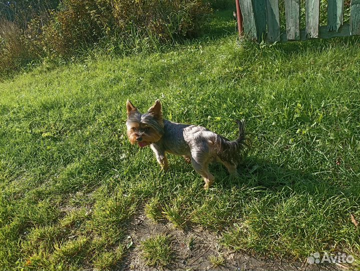 Йоркширский терьер мини