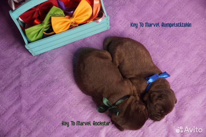 Проф.питомник предлагает