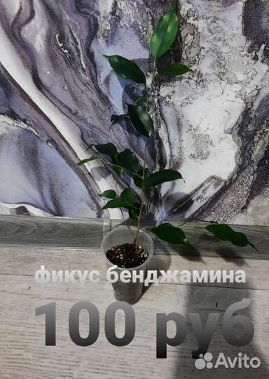 Антуриум, фикус, замиокулькас