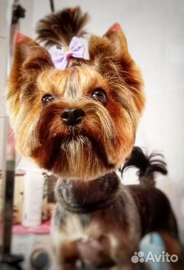 Стрижка собак, р-н Технологического университета