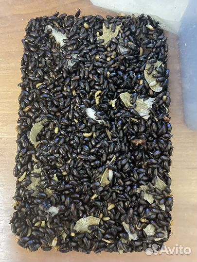 Аргентинский жук знахарь